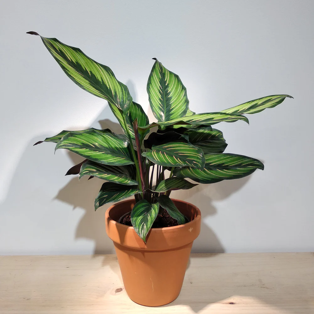Calathea Ornata