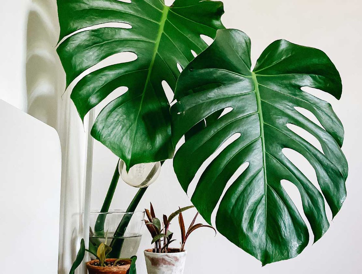 Monstera Deliciosa